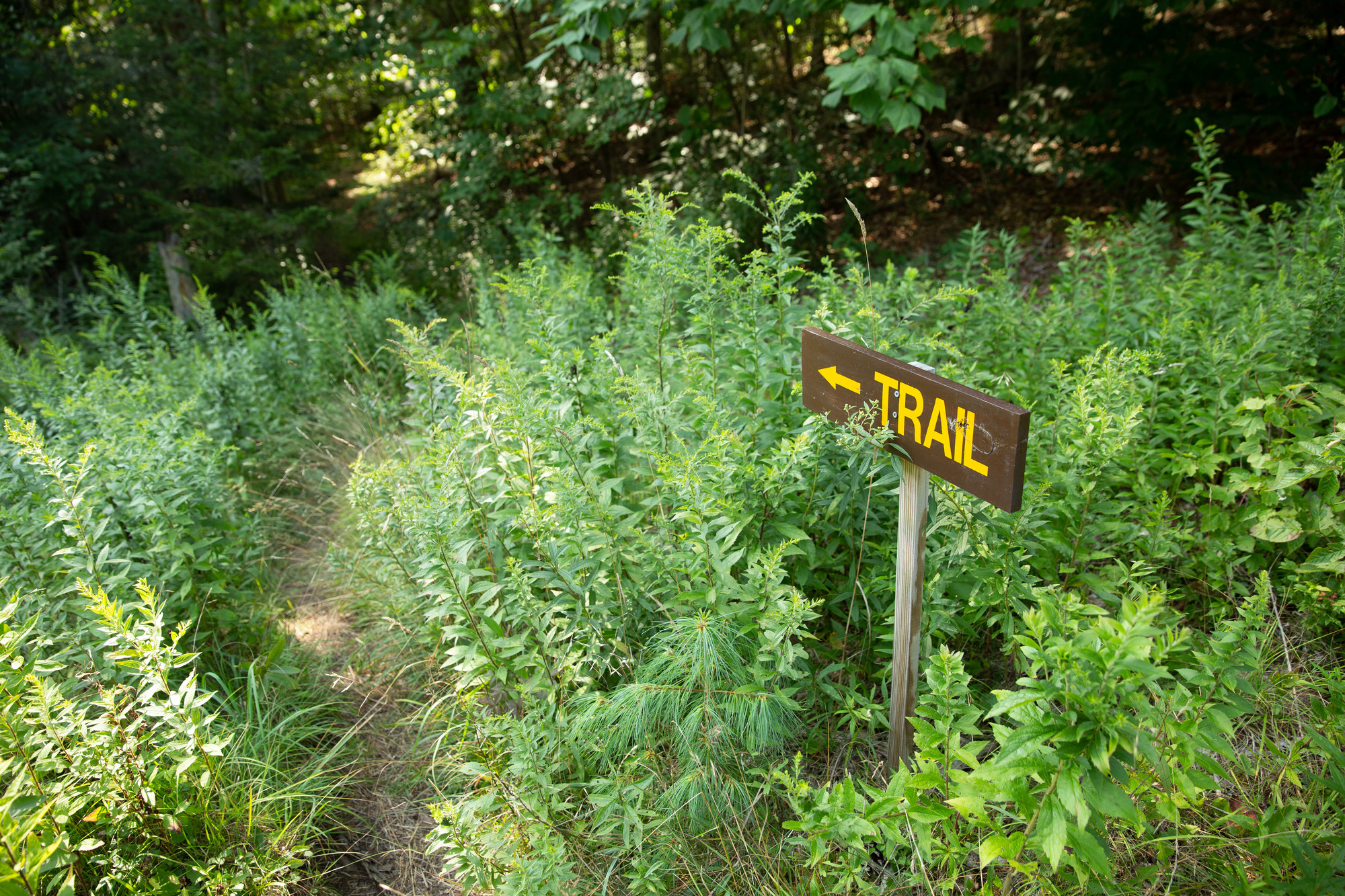 trail